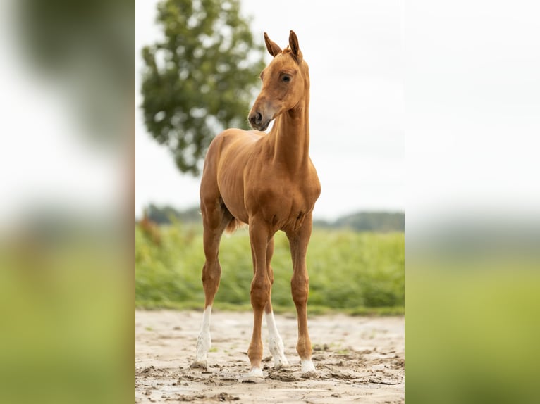 KWPN Stallion Foal (05/2025) Chestnut-Red in Blije