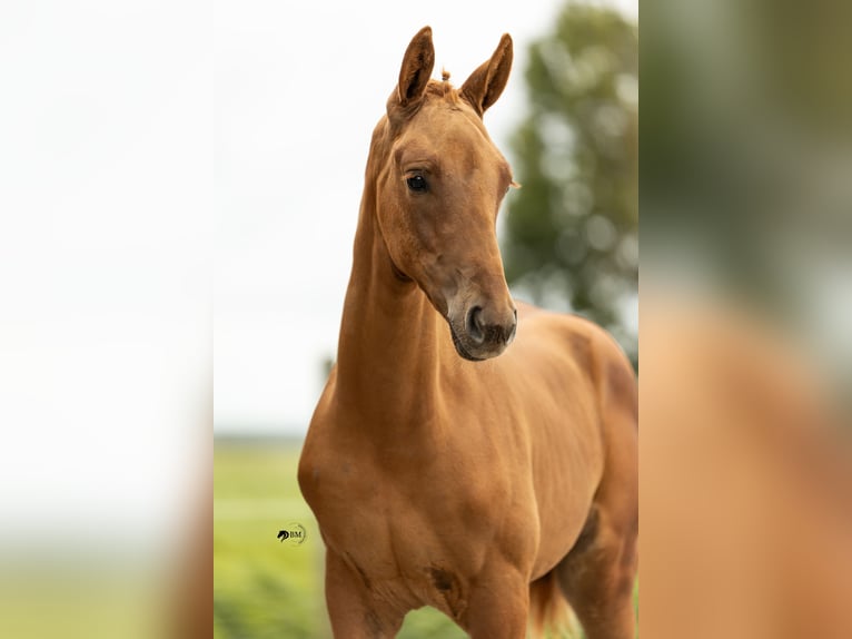 KWPN Stallion Foal (05/2025) Chestnut-Red in Blije