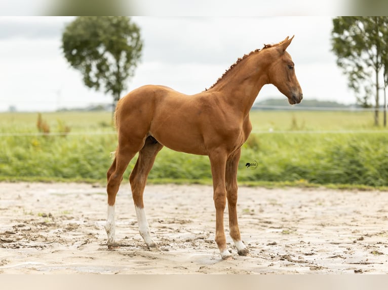 KWPN Stallion Foal (05/2025) Chestnut-Red in Blije