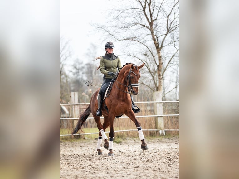 KWPN Stallion Foal (05/2025) Chestnut-Red in Blije