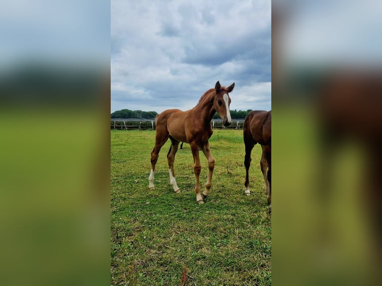 KWPN Stallion Foal (05/2025) Chestnut-Red in Ell