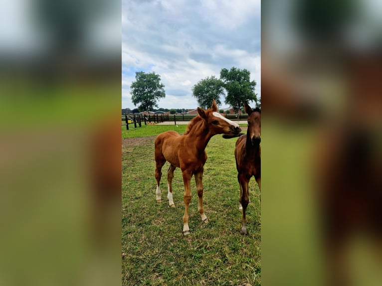 KWPN Stallion Foal (05/2025) Chestnut-Red in Ell