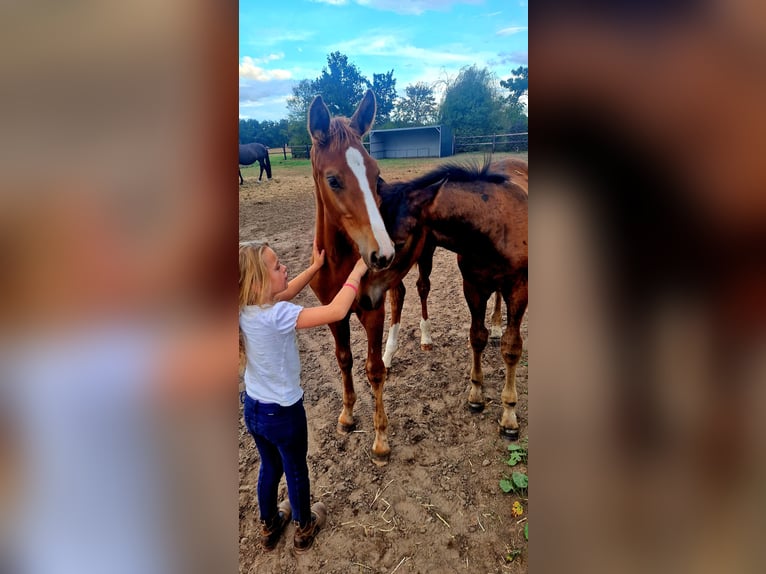 KWPN Stallion Foal (05/2025) Chestnut-Red in Ell