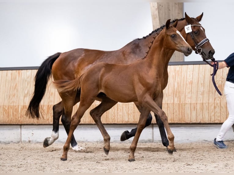 KWPN Stallion Foal (05/2025) Chestnut-Red in Emlichheim