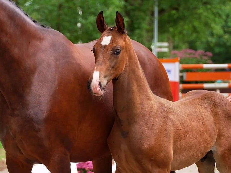 KWPN Stallion Foal (01/2025) Chestnut-Red in Arnhem