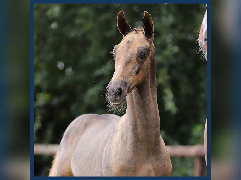 KWPN Stallion Foal (06/2024) Chestnut-Red in Gieten