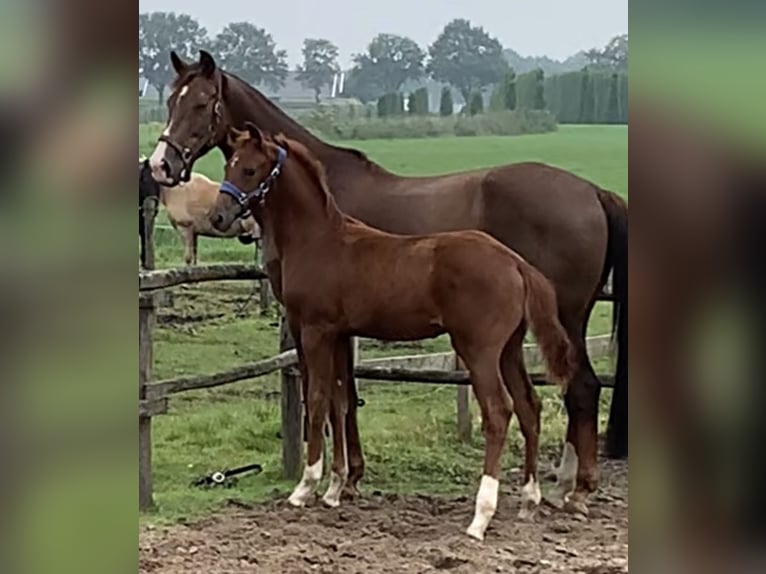 KWPN Stallion Foal (04/2024) Chestnut-Red in Gilze