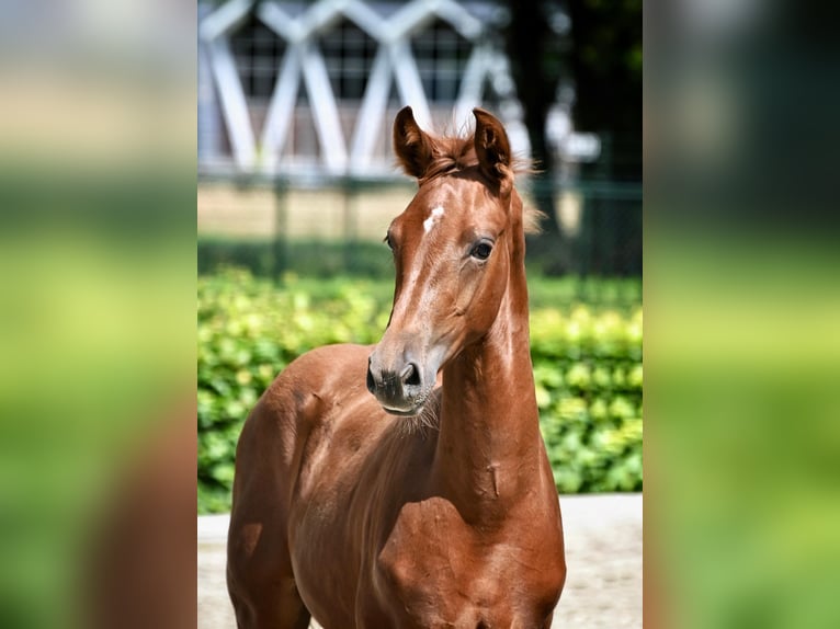 KWPN Stallion Foal (04/2024) Chestnut-Red in Gilze