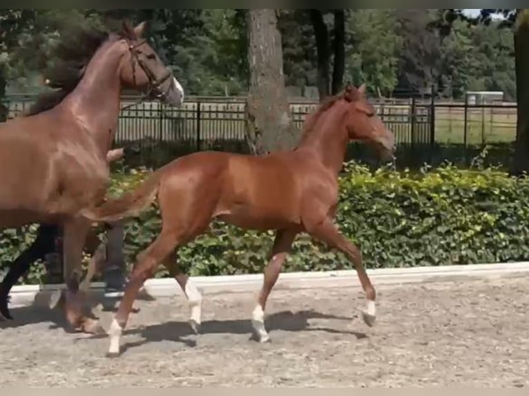 KWPN Stallion Foal (04/2024) Chestnut-Red in Gilze