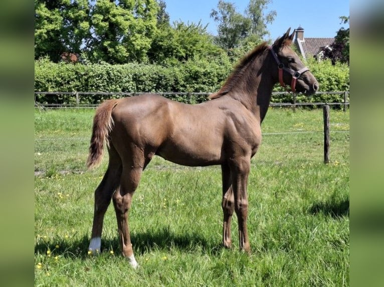 KWPN Stallion  Chestnut-Red in Heinkenszand