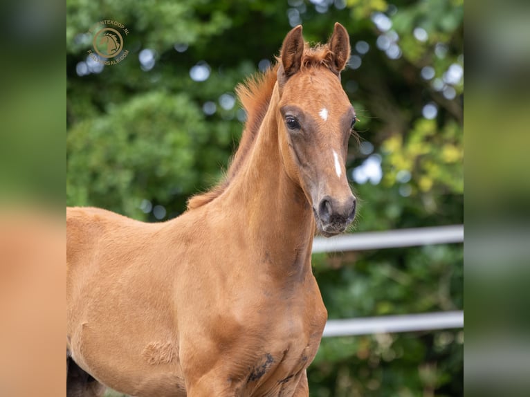 KWPN Stallion Foal (04/2025) Chestnut-Red in Kortgene