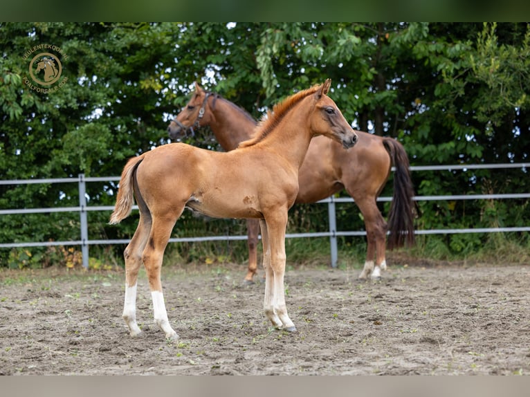 KWPN Stallion Foal (04/2025) Chestnut-Red in Kortgene