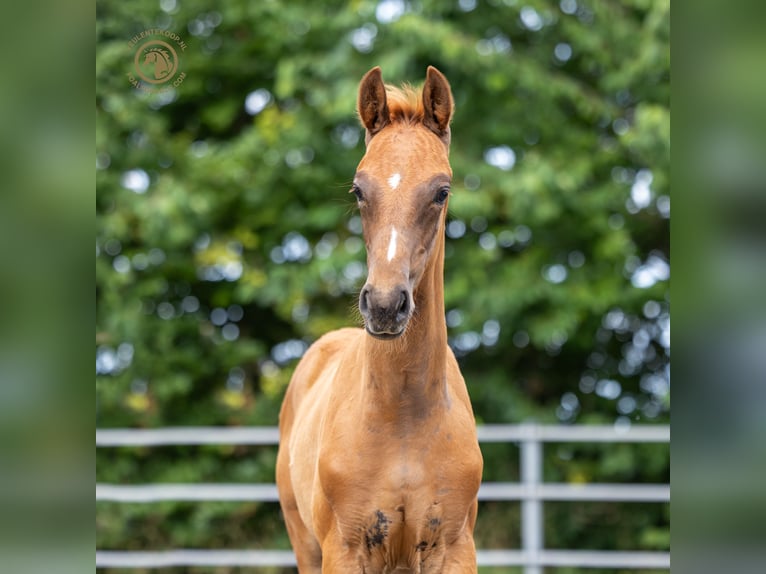 KWPN Stallion Foal (04/2025) Chestnut-Red in Kortgene