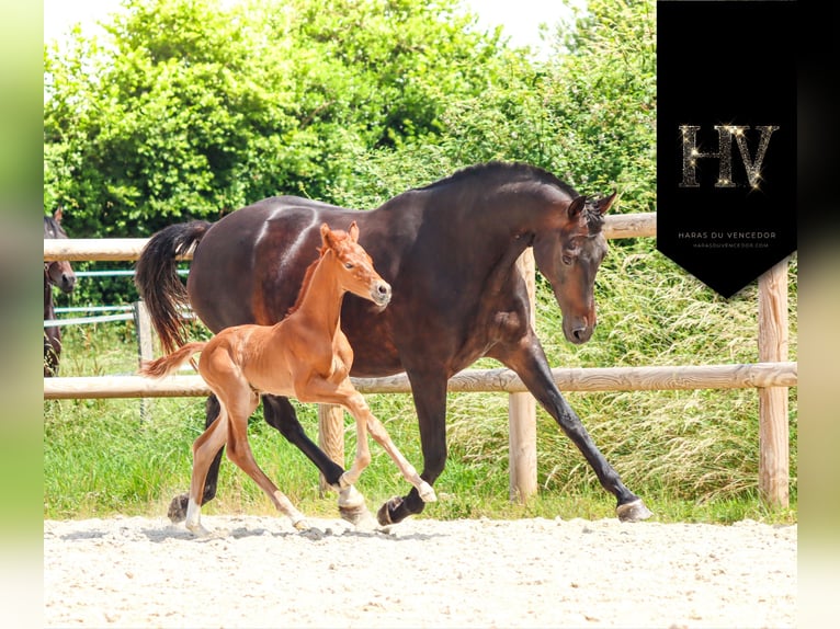 KWPN Stallion  Chestnut-Red in Marly-sous-Issy