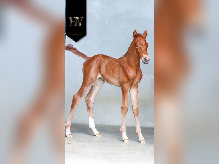 KWPN Stallion  Chestnut-Red in Marly-sous-Issy