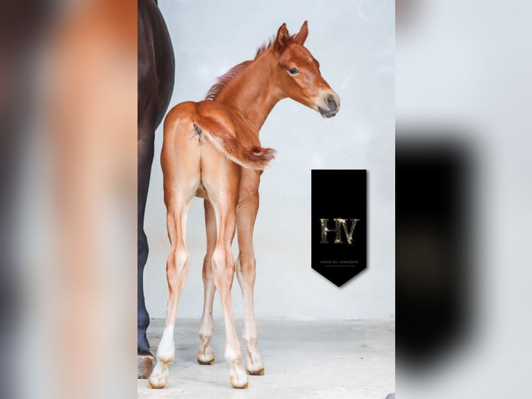 KWPN Stallion  Chestnut-Red in Marly-sous-Issy