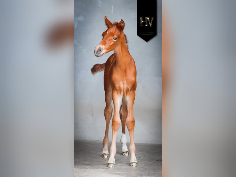 KWPN Stallion  Chestnut-Red in Marly-sous-Issy
