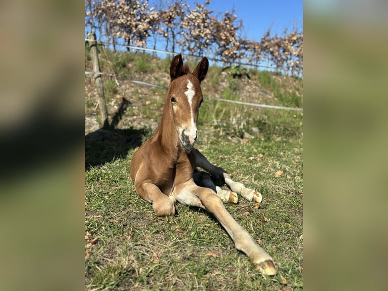 KWPN Stallion  Chestnut-Red in Rosmalen