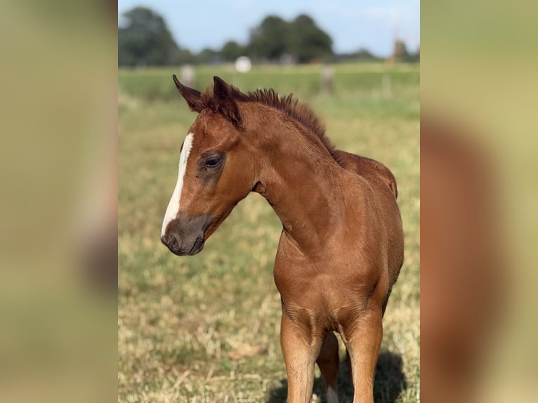 KWPN Stallion Foal (05/2026) Chestnut-Red in Sint Anthonis