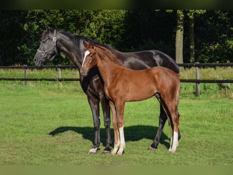 KWPN Stallion Foal (05/2024) Chestnut-Red in Wintelre