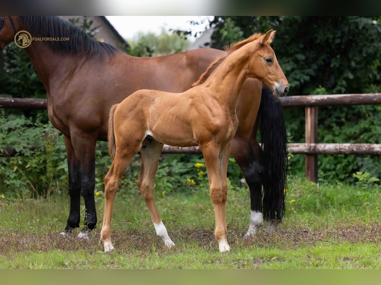 KWPN Stallion Foal (07/2023) Chestnut-Red in Wintelre