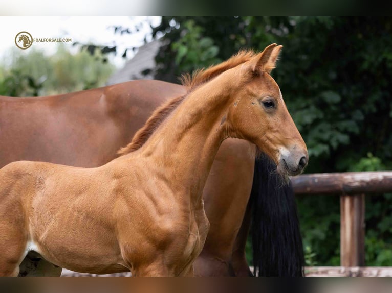KWPN Stallion Foal (07/2023) Chestnut-Red in Wintelre