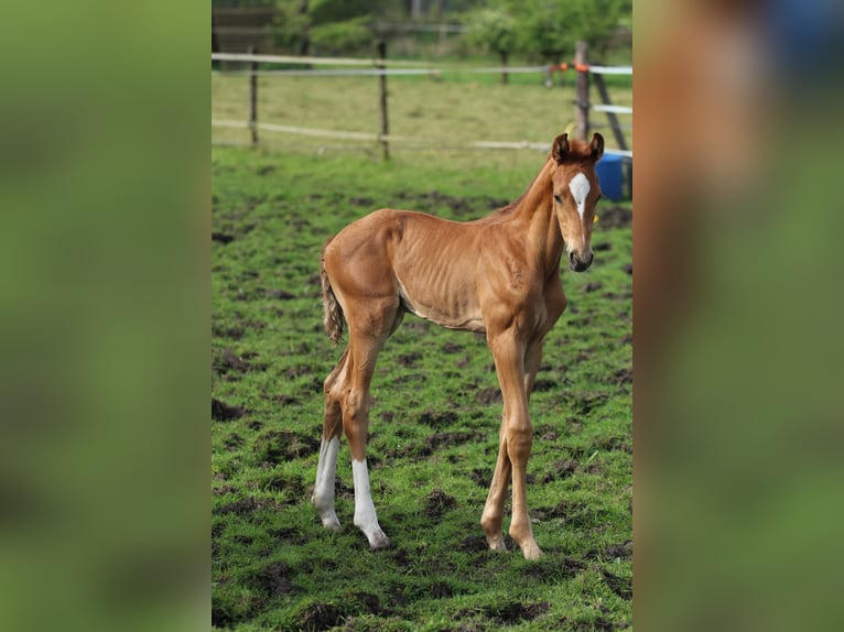 KWPN Stallion Foal (04/2024) Chestnut-Red in Zeeland