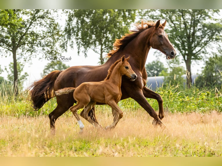 KWPN Stallion Foal (06/2025) Chestnut-Red in Zeeland