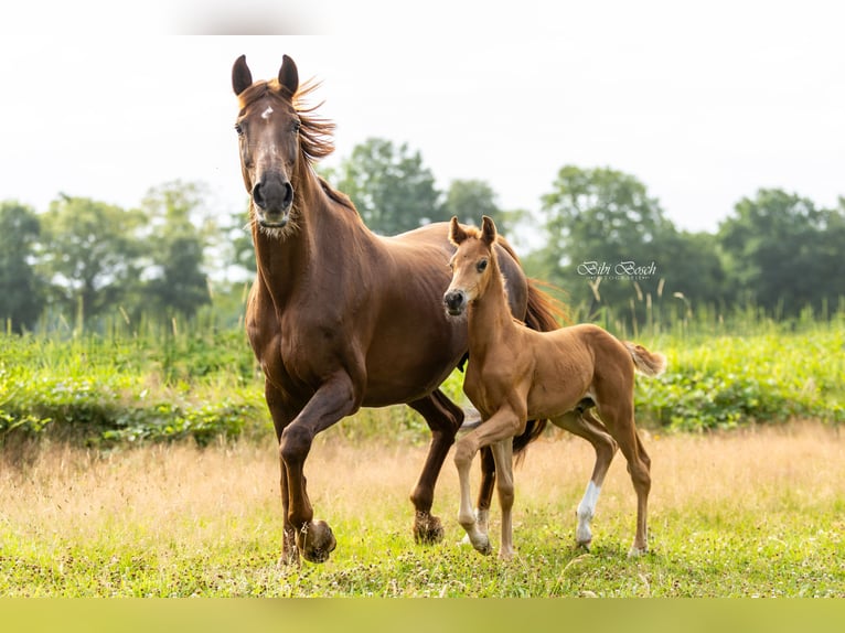 KWPN Stallion Foal (06/2025) Chestnut-Red in Zeeland