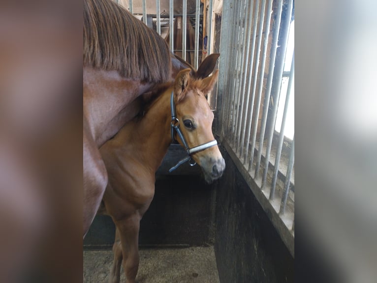 KWPN Stallion  Chestnut-Red in Zeeland
