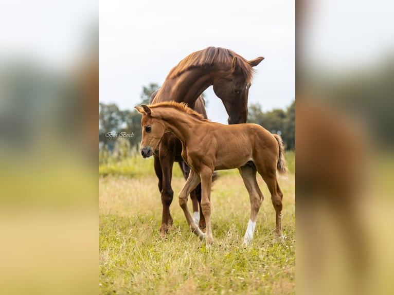 KWPN Stallion Foal (06/2025) Chestnut-Red in Zeeland