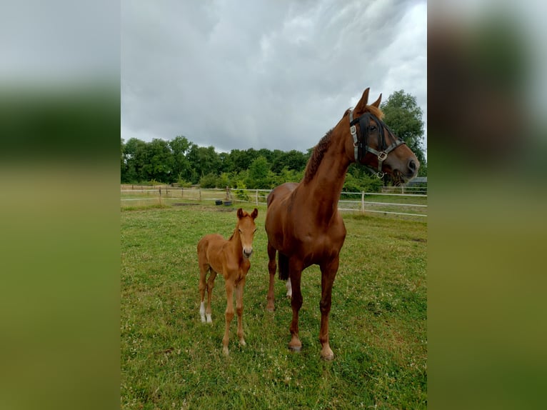 KWPN Stallion  Chestnut-Red in Zeeland