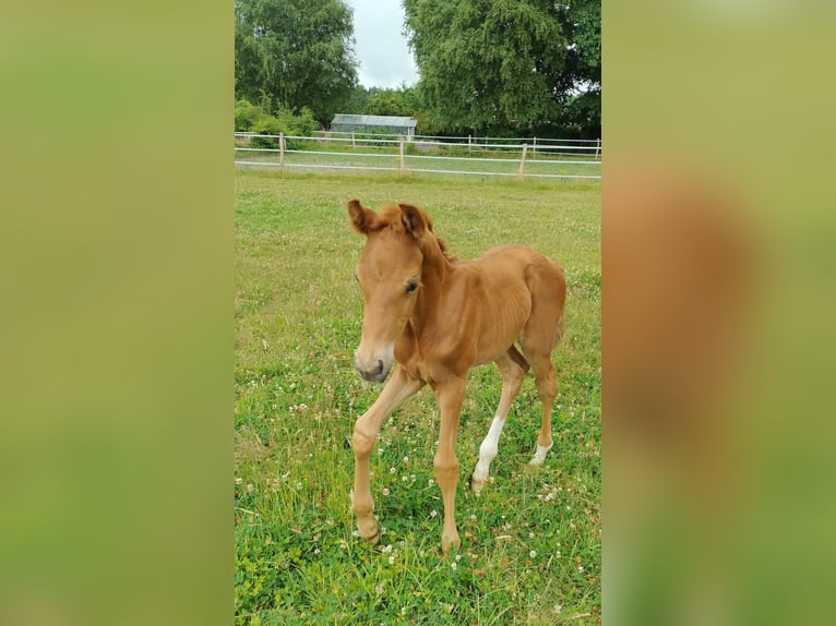 KWPN Stallion  Chestnut-Red in Zeeland