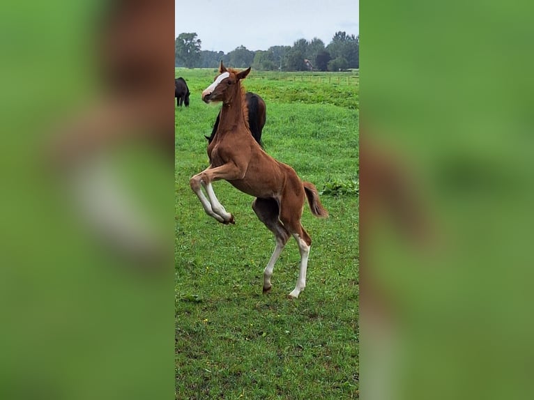 KWPN Stallion  Chestnut-Red in Emmen