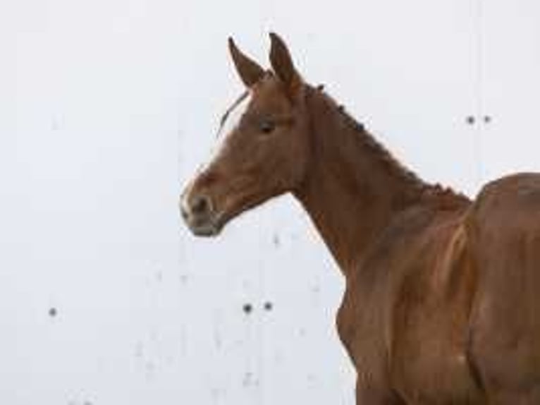 KWPN Stallion Foal (06/2024) Chestnut-Red in Waddinxveen