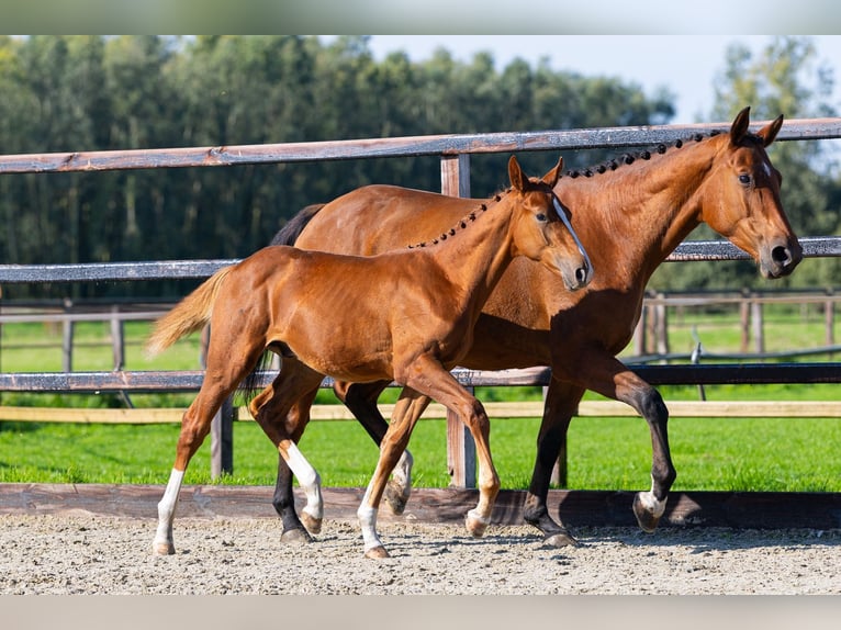 KWPN Stallion Foal (03/2026) Chestnut-Red in Waddinxveen