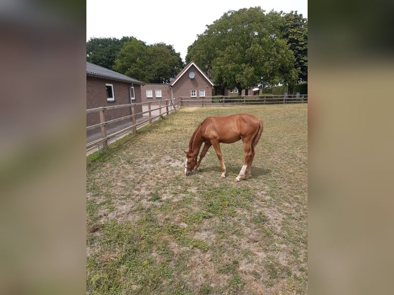 KWPN Stallion Foal (03/2025) Chestnut in Meijel