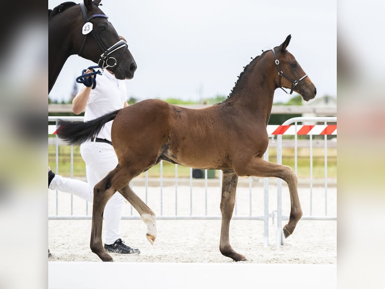 KWPN Stallion Foal (05/2025) in Bornem