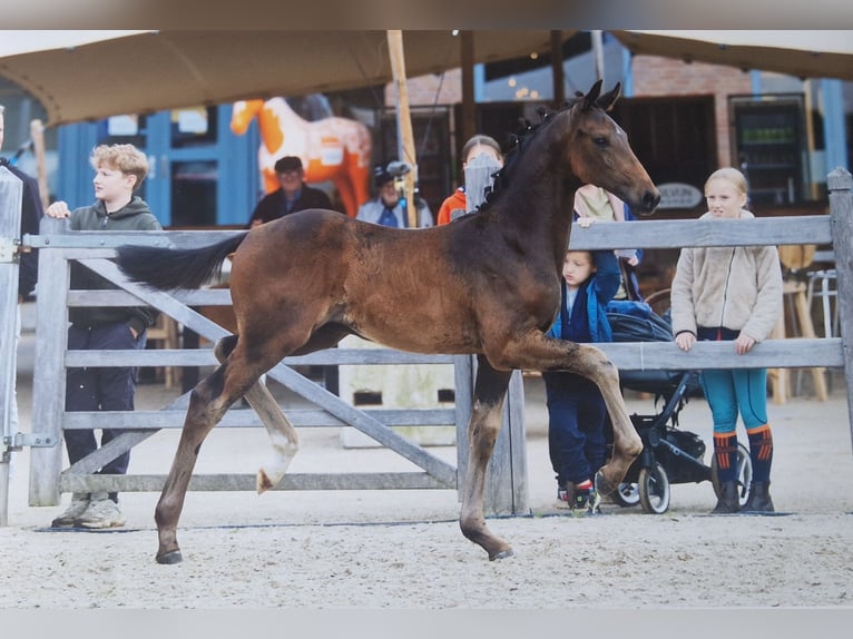 KWPN Stallion Foal (05/2025) in Bornem