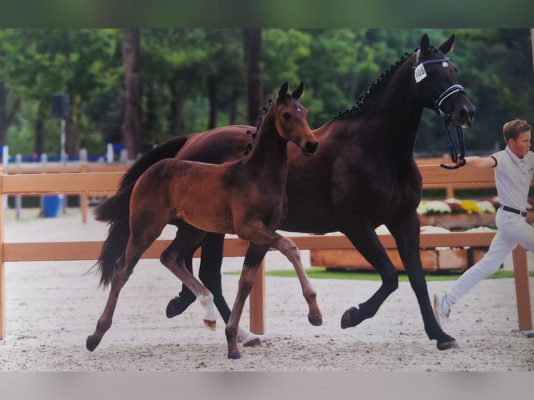 KWPN Stallion Foal (05/2025) in Bornem