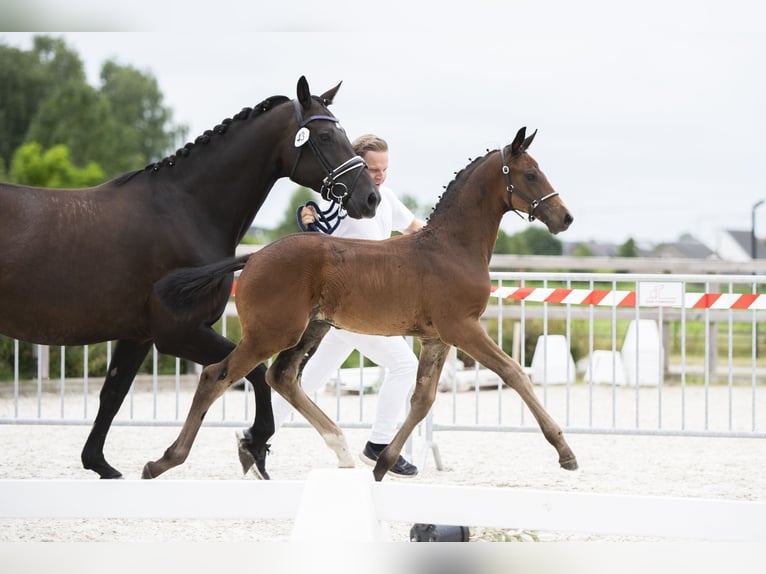 KWPN Stallion Foal (05/2025) in Bornem