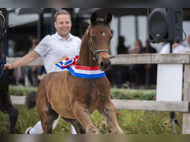 KWPN Stallion Foal (05/2025) in Bornem