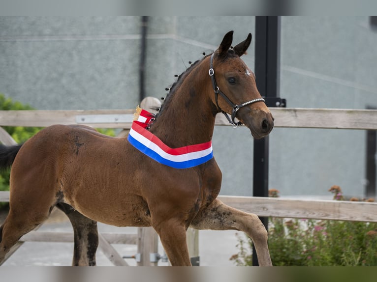 KWPN Stallion Foal (05/2025) in Bornem