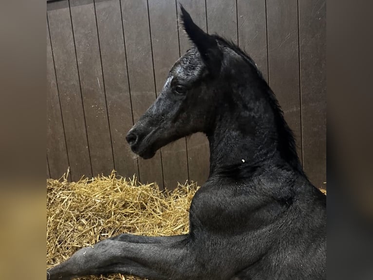 KWPN Stallion Foal (01/2026)  in De Cocksdorp