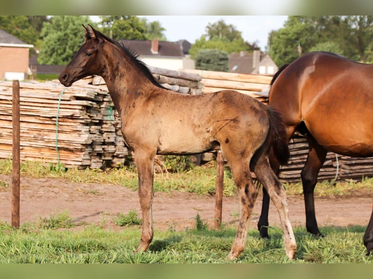 KWPN Stallion Foal (04/2025) in DESTELBERGEN