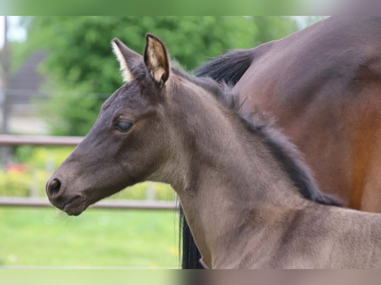 KWPN Stallion  in DESTELBERGEN
