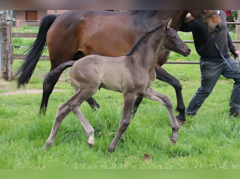 KWPN Stallion  in DESTELBERGEN