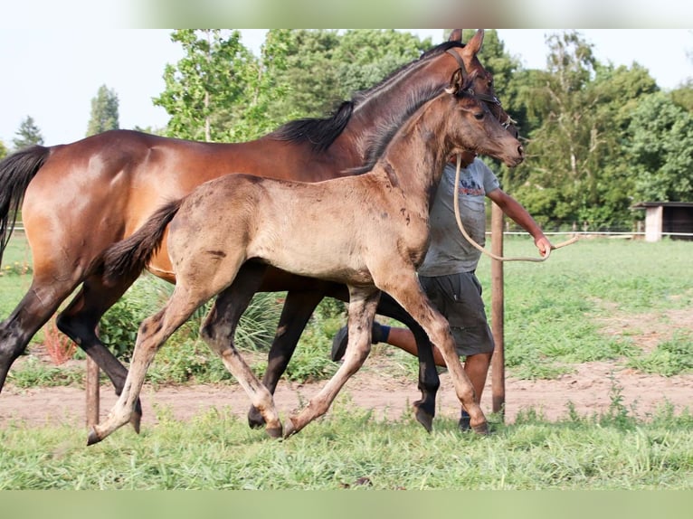 KWPN Stallion Foal (04/2025) in DESTELBERGEN