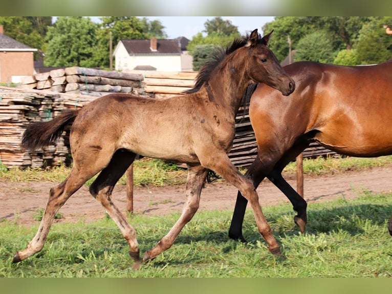 KWPN Stallion Foal (04/2025) in DESTELBERGEN