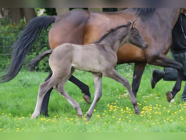 KWPN Stallion  in DESTELBERGEN